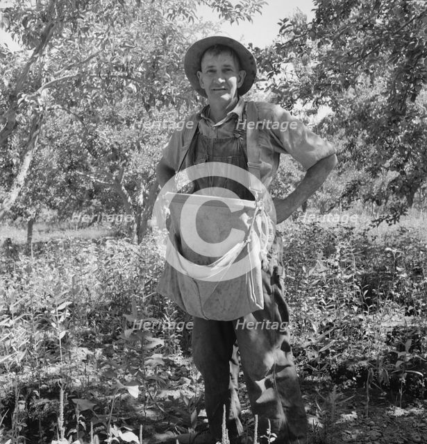 Fruit tramp, Yakima Valley, Wahington, 1939. Creator: Dorothea Lange.