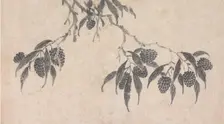 Fruit, unknown date, c1450-1509. Creator: Shen Zhou