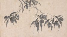 Fruit, unknown date, c1450-1509. Creator: Shen Zhou