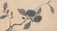 Fruit, unknown date, c1450-1509. Creator: Shen Zhou