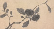 Fruit, unknown date, c1450-1509. Creator: Shen Zhou