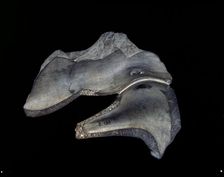 Fragment of carved dish with duck motifs, Early Dynastic Period, c2950 - c2575 BC