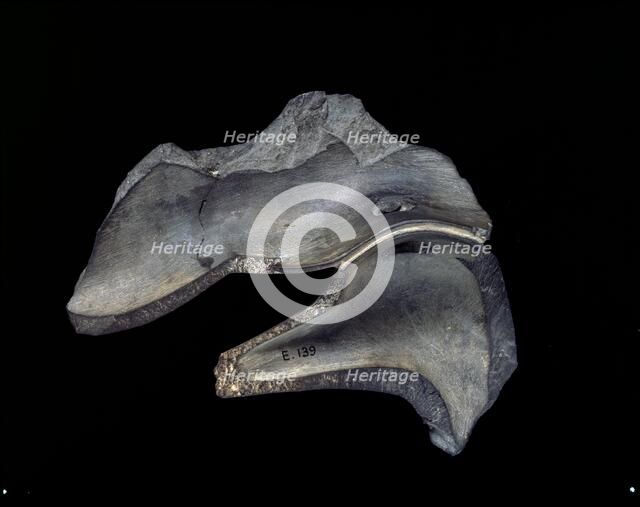 Fragment of carved dish with duck motifs, Early Dynastic Period,  c2950 - c2575 BC. Artist: Unknown.