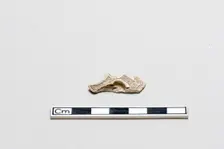 Fragment, Shang dynasty, ca. 1600 - ca. 1050 BCE. Creator: Unknown