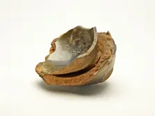 Fragments of Tea Bowls, fused to their saggar, Song dynasty (960-1279), 12th/13th century. Creator: Unknown