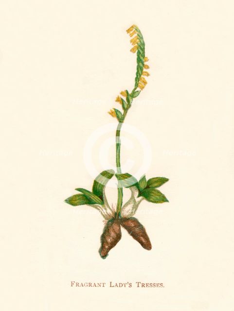 'Fragrant Lady's Tresses', c1891, (1891). Artist: Anne Pratt.