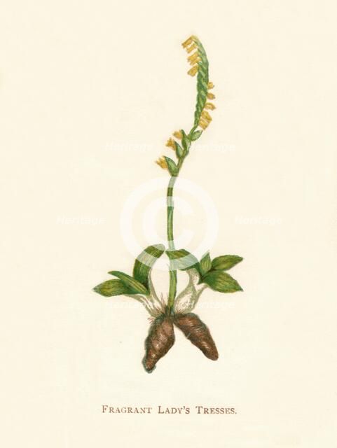 'Fragrant Lady's Tresses', c1891, (1891). Artist: Anne Pratt.