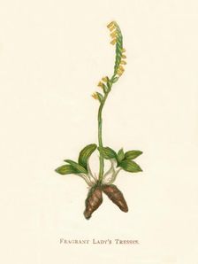 Fragrant Lady's Tresses c1891, (1891). Artist: Anne Pratt
