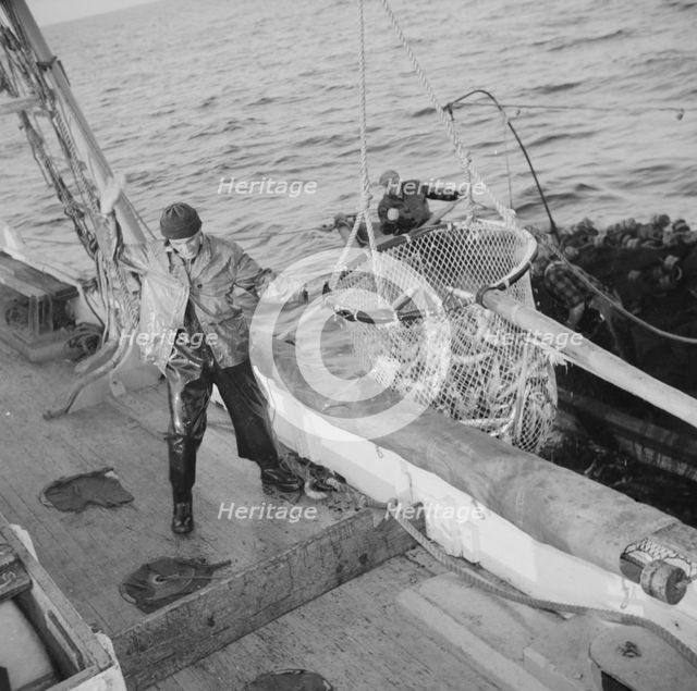 Franasco Parisi, youngest member of the Alden's crew, motioning for the skipper to hoist.., 1943. Creator: Gordon Parks.