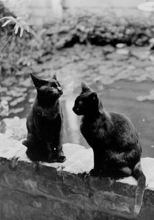 Frances Benjamin Johnston's cats, Herman and Vermin...New Orleans house, Louisiana, c1945 - 1950. Creator: Frances Benjamin Johnston