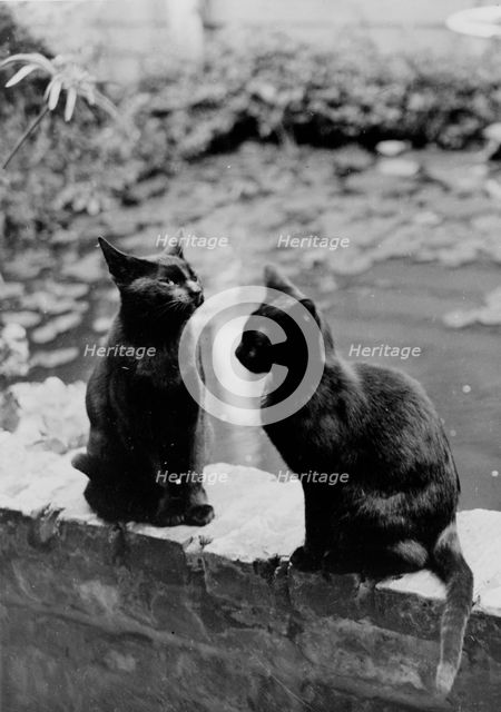 Frances Benjamin Johnston's cats, Herman and Vermin...New Orleans house, Louisiana, c1945 - 1950. Creator: Frances Benjamin Johnston.