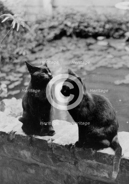 Frances Benjamin Johnston's cats, Herman and Vermin...New Orleans house, Louisiana, c1945 - 1950. Creator: Frances Benjamin Johnston.