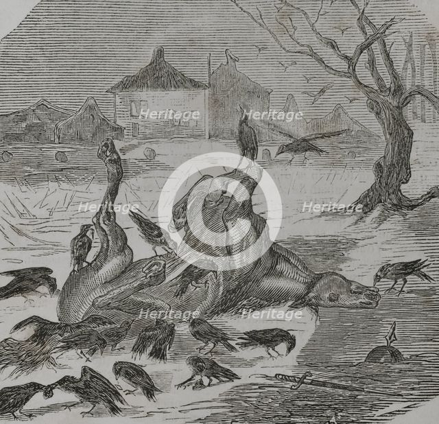 Franco-Prussian War (1870-1871): Crows tearing the carcass of a horse, 1870.  Creator: Unknown.