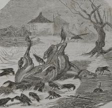 Franco-Prussian War (1870-1871): Crows tearing the carcass of a horse, 1870. Creator: Unknown