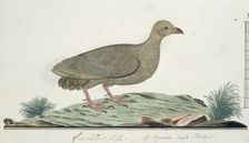 Francolinus capensis (Cape spurfowl or Cape francolin), c.1778. Creator: Robert Jacob Gordon
