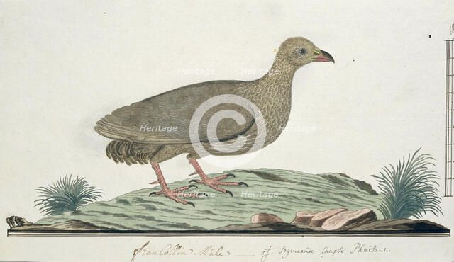 Francolinus capensis (Cape spurfowl or Cape francolin), c.1778. Creator: Robert Jacob Gordon.