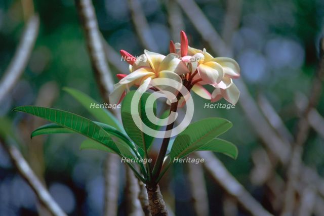 Frangipani blossom. Artist: CM Dixon Artist: Unknown