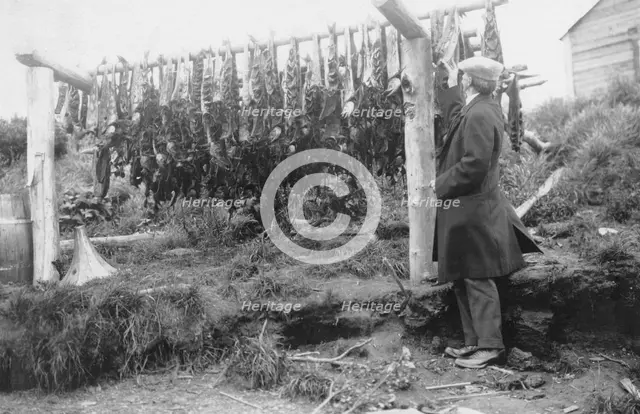Frank G. Carpenter examining drying salmon, between c1900 and 1916. Creator: Unknown.