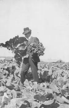Frank G. Carpenter on Mr. Rickert's farm, between c1900 and 1916. Creator: Unknown