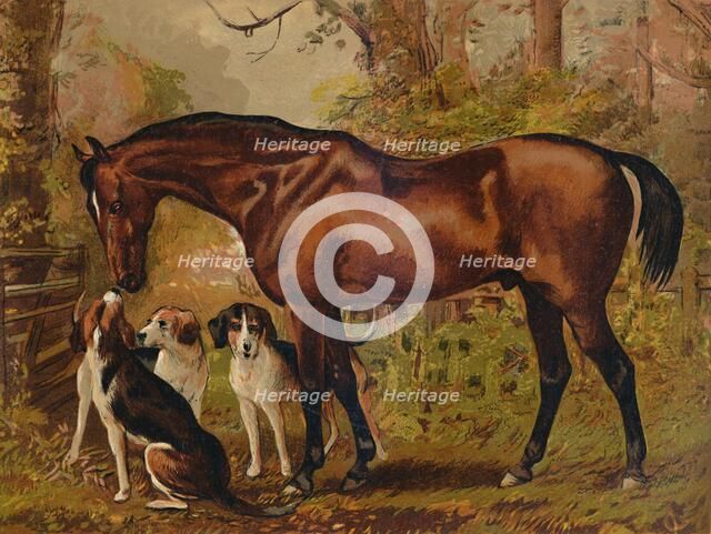 'Freemason - Favorite Hunter of the Late Hugo Meynell Ingram Esq.', c1879. Creator: Unknown.