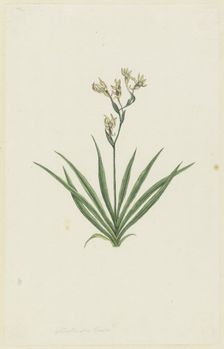 Freesia viridis (Aiton) Goldblatt & J.C. Manning, 1777-1786. Creator: Robert Jacob Gordon