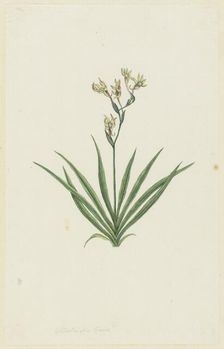 Freesia viridis (Aiton) Goldblatt & J.C. Manning, 1777-1786. Creator: Robert Jacob Gordon