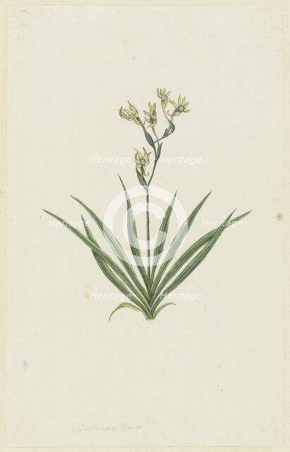 Freesia viridis (Aiton) Goldblatt & J.C. Manning, 1777-1786. Creator: Robert Jacob Gordon.