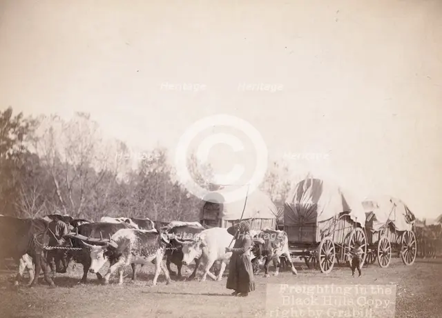 Freighting in the Black Hills, between 1887 and 1892. Creator: John C. H. Grabill.