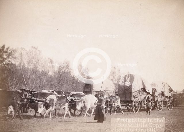 Freighting in the Black Hills, between 1887 and 1892. Creator: John C. H. Grabill.