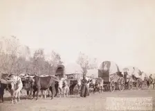 Freighting in the Black Hills, between 1887 and 1892. Creator: John C. H. Grabill