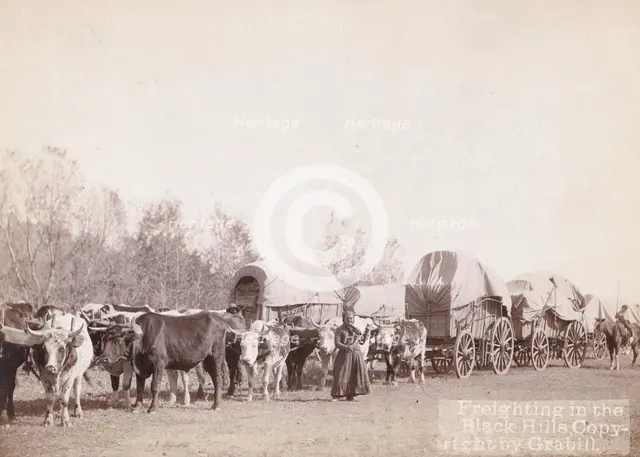 Freighting in the Black Hills, between 1887 and 1892. Creator: John C. H. Grabill.
