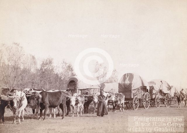 Freighting in the Black Hills, between 1887 and 1892. Creator: John C. H. Grabill.