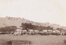 Freighting in "The Black Hills" Photographed between Sturgis and Deadwood, 1891. Creator: John C. H. Grabill