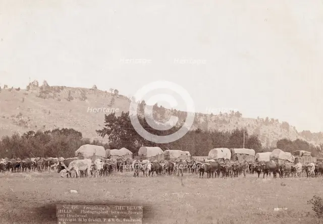 Freighting in "The Black Hills" Photographed between Sturgis and Deadwood, 1891. Creator: John C. H. Grabill.