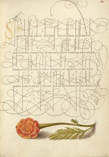 French Marigold; Mira calligraphiae monumenta, 1561-1562; illumination added 1591-1596. Creator: Joris Hoefnagel