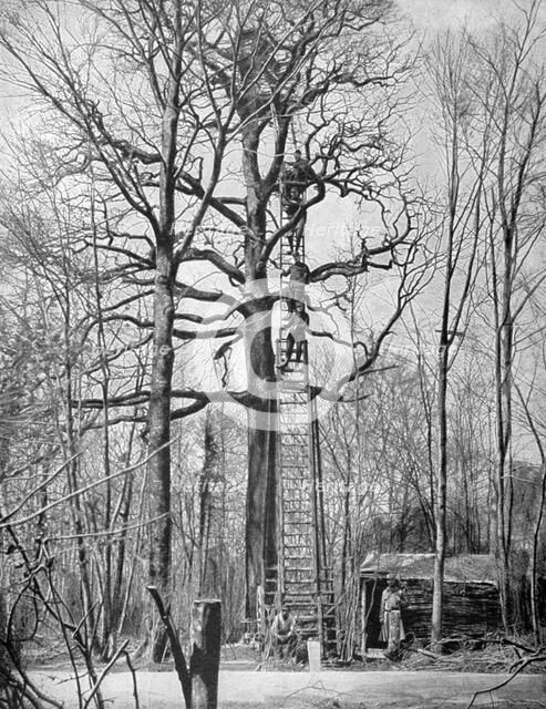 French observation post in a tree, France, World War I, 1915. Artist: Unknown