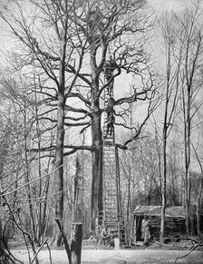 French observation post in a tree, France, World War I, 1915
