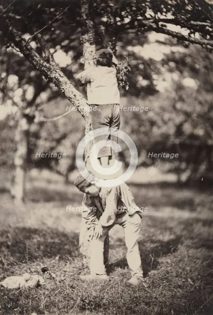 French Country Study: Two Boys Climbing a Tree, late 1870's. Creator: Auguste Giraudon's Artist (French).
