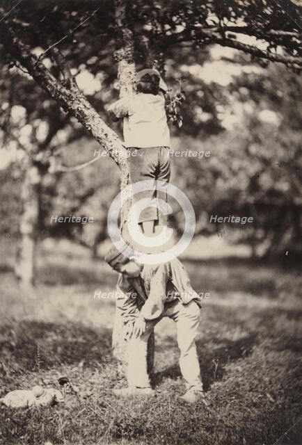 French Country Study: Two Boys Climbing a Tree, late 1870's. Creator: Auguste Giraudon's Artist (French).