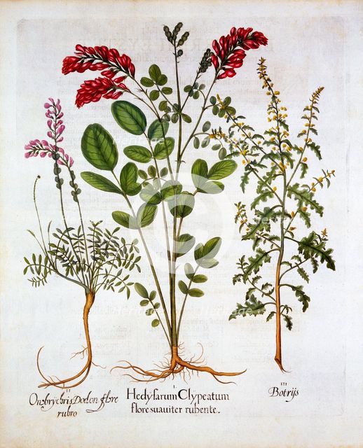 French Honeysuckle, Common Sainfoin and Feather Geranium/Jerusalem Oak, from 'Hortus Eystettensis', 