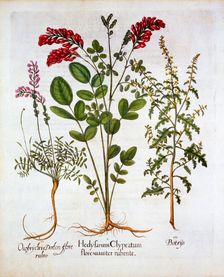 French Honeysuckle, Common Sainfoin and Feather Geranium/Jerusalem Oak, from Hortus Eystettensis