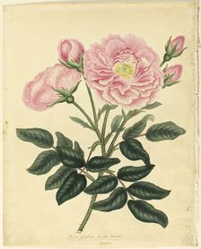 French Rose, 1806. Creator: Henry C Andrews