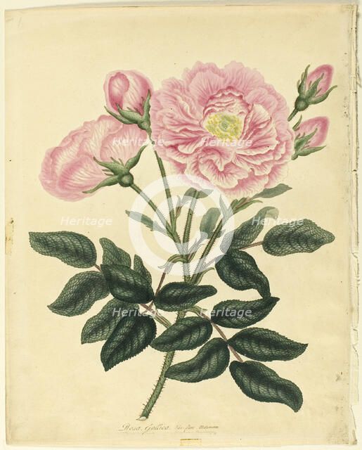 French Rose, 1806. Creator: Henry C Andrews.
