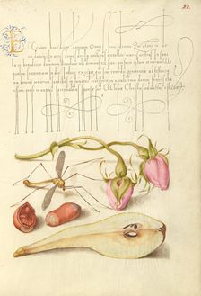 French Rose, Crane Fly, European Filbert, and Common Pear, 1561-1562; illumination added 1591-1596. Creator: Joris Hoefnagel
