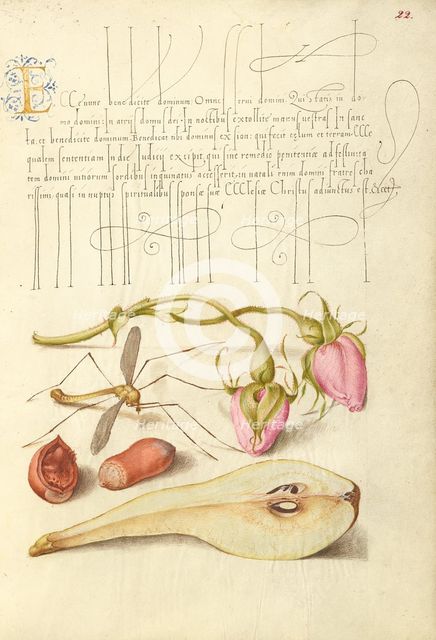 French Rose, Crane Fly, European Filbert, and Common Pear, 1561-1562; illumination added 1591-1596. Creator: Joris Hoefnagel.