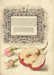 French Rose and Apple, 1561-1562; illumination added 1591-1596. Creator: Joris Hoefnagel