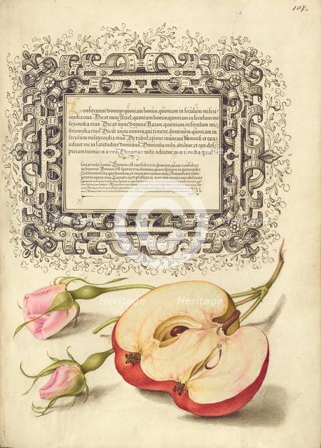 French Rose and Apple, 1561-1562; illumination added 1591-1596. Creator: Joris Hoefnagel.