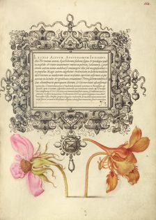 French Rose and Dwarf Nasturtium, 1561-1562; illumination added 1591-1596. Creator: Joris Hoefnagel
