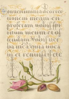 French Rose and Pistachio; Mira calligraphiae monumenta, 1561-1562; illumination added 1591-1596. Creator: Joris Hoefnagel