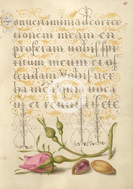 French Rose and Pistachio; Mira calligraphiae monumenta, 1561-1562; illumination added 1591-1596. Creator: Joris Hoefnagel.